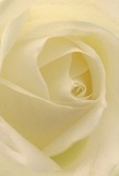Drawn into the intimate embrace of this cream-white rose, you're reminded of the tranquil courtyards and leafy avenues of St James's in the early morning. Each petal gently spirals inward, silky and near-translucent, creating a soothing visual rhythm that echoes the unhurried pace of the neighbourhood's private gardens. Subtle shadows gather in the heart of the bloom, their delicate shifting suggesting both depth and quiet celebration. The atmosphere is pure serenity-a mood perfectly captured by a St James's florist for occasions requiring reverence, sympathy, or understated joy. The nearly flawless spiral hints at enduring love and resilience, a message well understood in these storied streets. The fragrance is a mere whisper, reminiscent of fresh blossoms gathered from a local flower stall near Piccadilly. This close perspective reveals more than just a flower-it unveils the thoughtful emotion and experienced artistry that define St James's, ensuring the rose becomes not only a visual delight but an embodiment of the area's gracious spirit and heartfelt intentions.
